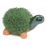 chiaturtle.jpg